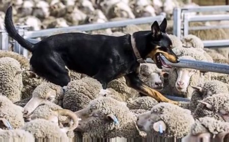 «Бір түнде 11 қойымды жарып кетті» Еліміздің солтүстігінде ауыл тұрғындары қаңғыбас иттерді атуға рұқсат беруді талап етті