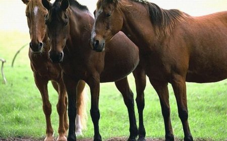 «Жұтта қырылып қалды деген жылқылар ауылдастың қорасынан шықты»: Журналист әкесінің жоғалған 100 жылқысын іздеп жүр