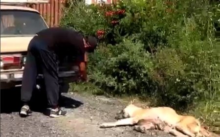 Алматылық тұрғын итті машинаға байлап алып сүйреген