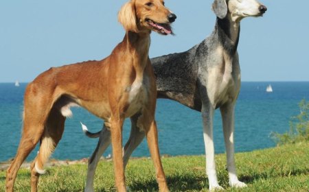 Қазақстанға тазы тұқымының иесі деген мәртебе берілді