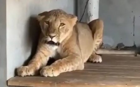 Түркістан тұрғыны арыстан мен жабайы құстарды үйінде асыраған