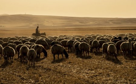 Түркістандық келіншек телефон қолдану білмейтін бақташының атына 1 млн теңге несие рәсімдеген