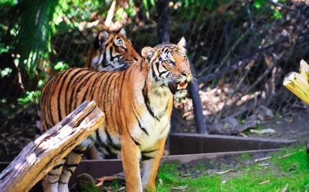 Балқашқа жолбарыстар келді