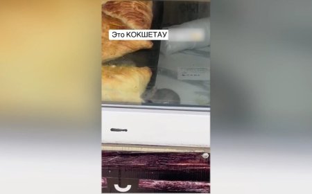 Көкшетаудағы дүңгіршекте тышқандар самса жеп жүр (ВИДЕО)