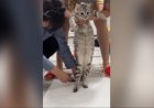«Дәстүрді қорлау»: журналист мысықтың тұсауын кескен қыздарды сынға алды (ВИДЕО)