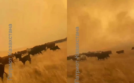 Қарағандыдағы өрт: тұрғындар малын тастап қашып жатыр деген ВИДЕО тарады