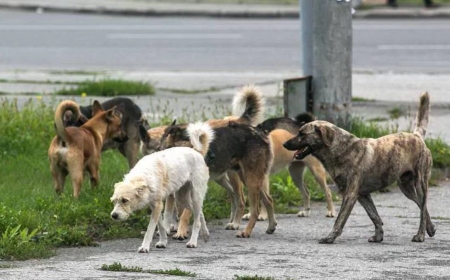 Оралда үй ауласында ойнап жүрген қыз баланы бір үйір ит талап тастады