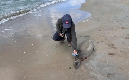 5 күн ішінде Каспий жағасында 289 итбалық өлексесі табылды