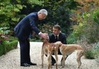 Макрон Тоқаевқа Астанада сыйға алған тазыларының қалай өсіп қалғанын көрсетті
