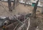 В Павлодаре из-за падения дерева погибла женщина