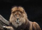 В Индии львица растерзала семилетнюю девочку