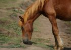 Институт коневодства появится в Казахстане