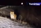 Жолбарыс туралы видео таратқан теміртаулық тұрғынға айыппұл салынды