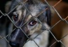 В Казахстане могут ввести массовую эвтаназию бездомных животных