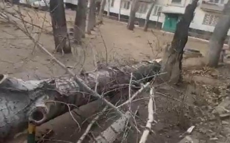 В Павлодаре из-за падения дерева погибла женщина