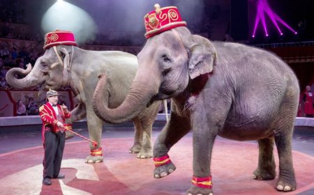 Узбекистан запретил использование диких животных в цирках