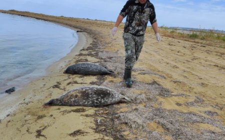 Число найденных на побережье Каспия в Мангистау мертвых тюленей превысило 500