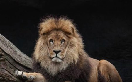 В Индии львица растерзала семилетнюю девочку