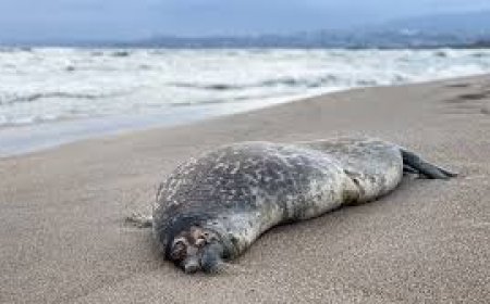 Предварительная причина массовой гибели тюленей на побережье Каспийского моря названа