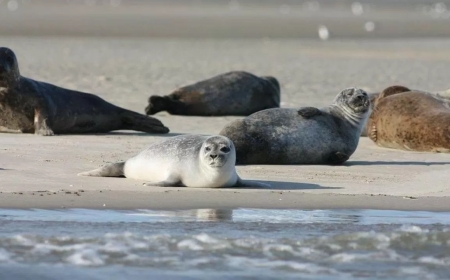 Каспий теңізіндегі итбалықтардың қырылуына жер сілкінісі себеп болуы мүмкін