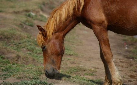 Институт коневодства появится в Казахстане