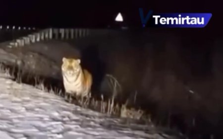 Жолбарыс туралы видео таратқан теміртаулық тұрғынға айыппұл салынды