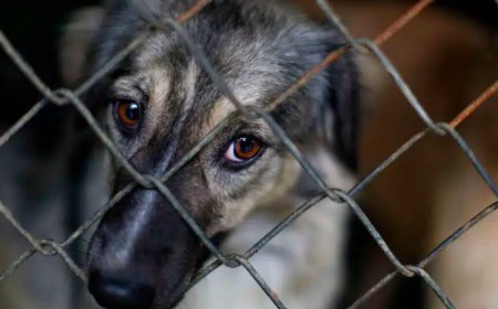 В Казахстане могут ввести массовую эвтаназию бездомных животных