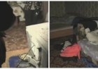 «Үйілген қоқыс арасында ұйықтап жүрген»: Павлодар облысында 10 жасар қыз маскүнем әжесімен бірге тұрып келген