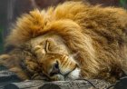 Өзбекстанда хайуанаттар бағындағы тордан шығып кеткен 3 арыстан күзетшіні талап өлтірді