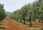 Оливковыми деревьями засадят 1000 га территории