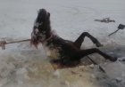 Қарағанды облысында жоғалып кеткен жылқылар мұз болып қатып қалған (ВИДЕО)
