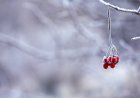 Қаңтарда елімізде ауа-райы қандай болады?