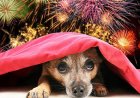 «Қорыққан итті көлік басып кеткен»: Отшашулар не себепті үй жануарлары үшін қауіпті