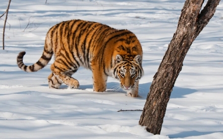 Планируется привезти амурских тигров в Казахстан