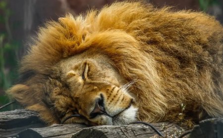 Өзбекстанда хайуанаттар бағындағы тордан шығып кеткен 3 арыстан күзетшіні талап өлтірді