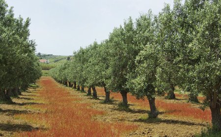 Оливковыми деревьями засадят 1000 га территории