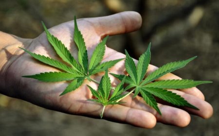 Қазақстан марихуананы заңдастыра ма - министрдің орынбасары жауап берді