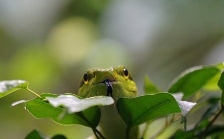 Жылан жылы: 2025 жыл қандай болады?