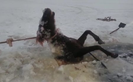 Қарағанды облысында жоғалып кеткен жылқылар мұз болып қатып қалған (ВИДЕО)