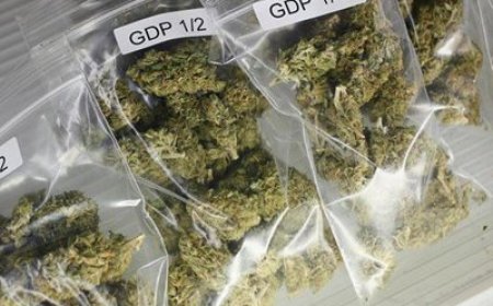 100 кг марихуаны нашли под сеном