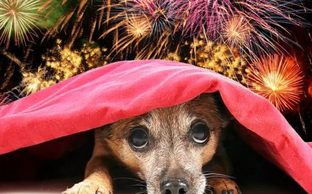 «Қорыққан итті көлік басып кеткен»: Отшашулар не себепті үй жануарлары үшін қауіпті