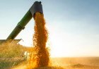 Казахстан экспортировал более 8 млн тонн зерна