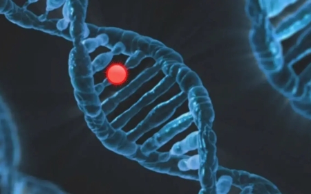 1 қаңтардан бастап некеге тұрмас бұрын генетикалық тест тапсыру міндеттелді