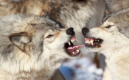 Ақтөбе облысында малға қасқыр шапты