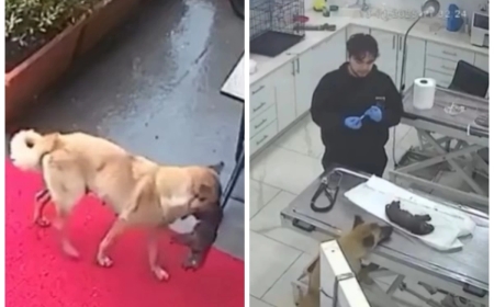 Түркияда ит өлім аузында жатқан күшігін ветеринар клиникаға өзі апарған (видео)