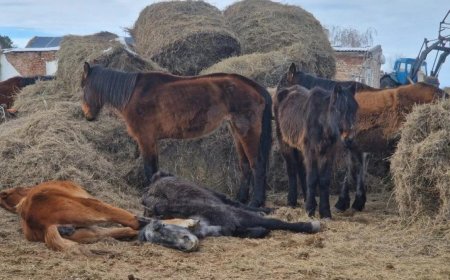 Қарағанды облысында жылқылар қырылып жатыр