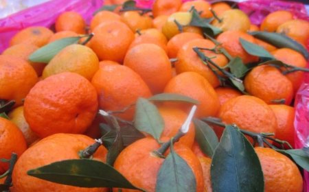 Десятки тонн мандаринов с казахстанской маркировкой не разрешили ввезти в Россию