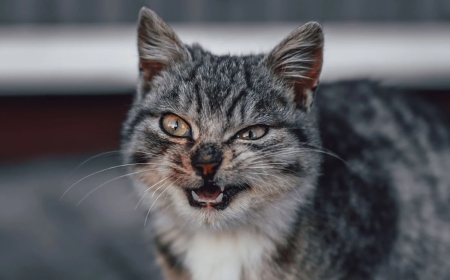 «Атырауда кәрі әжейді мысықтар жеп қойды»: Полиция мәлімдеме жасады