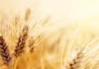 Центр здоровых семян создадут для защиты урожая и повышения продуктивности в Казахстане