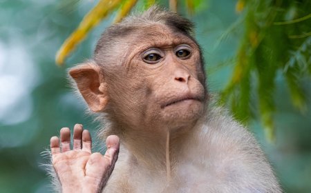 Обезьяна оставила без света 22 миллиона жителей Шри-Ланки